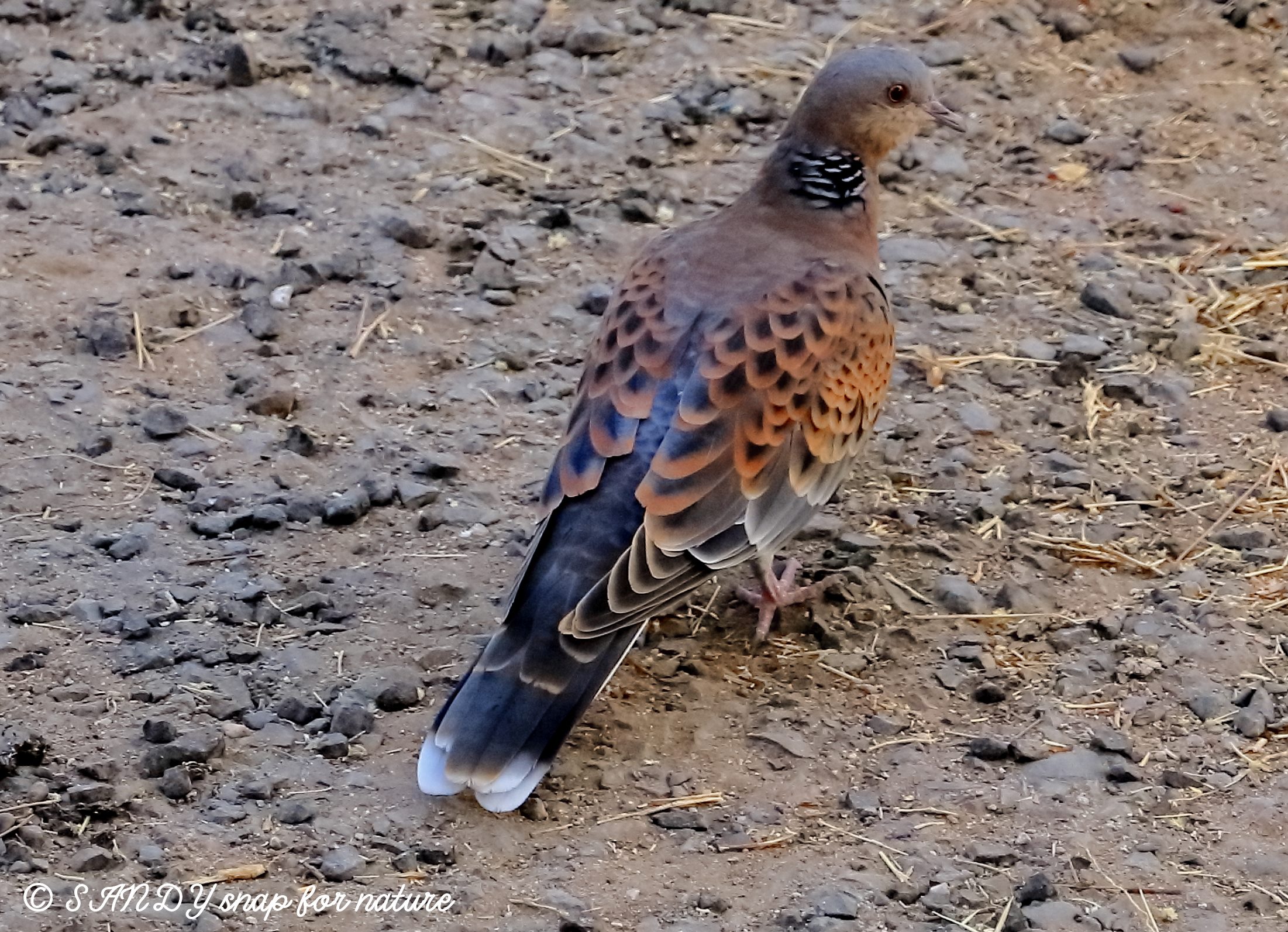 Oriental Turtle Dove
